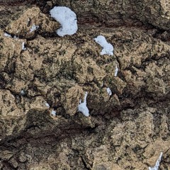 II. Iš Mildos dienoraščio_Terra Huelmensis.