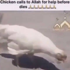 Why The Chicken Cried Allah (feat. Kuengha)
