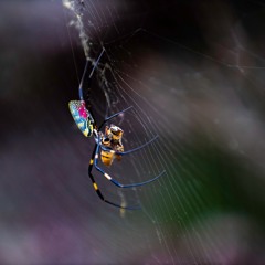 TT MacGarlic @ Creme Brulée 2024