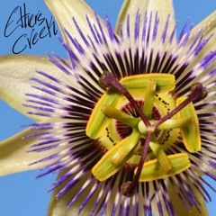 Passiflora
