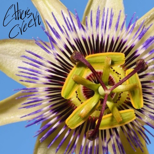 Passiflora