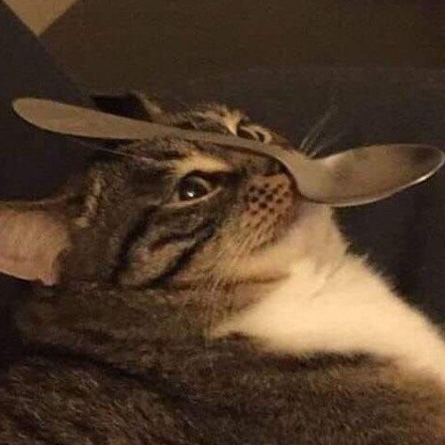kitty cat cat meme