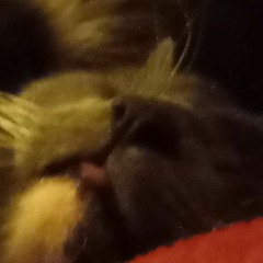 earl grey i luv u more than pizza