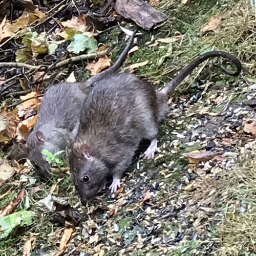 SOS FOR THE WILDLIFE