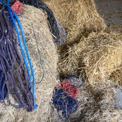 The tickling song. Seamus moore