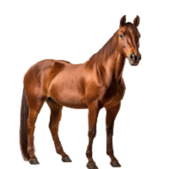 From Horse On (Battle 2)