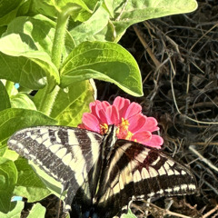 Gentle Butterfly