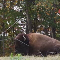 Shit On Turtles by alex hawkins feat. optical facial apparatus