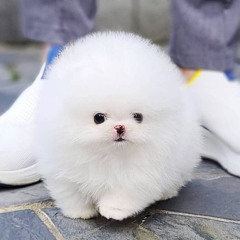 Micro Teacup Puppies for Sale Greece – Adorable Tiny Companions