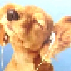 Brainfog Coughdrops and Lollipops