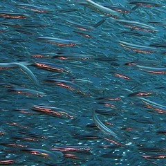 A Glimpse Of Octavius Handspan (With The Fishes)