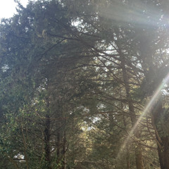 El Bosque de San Marcos