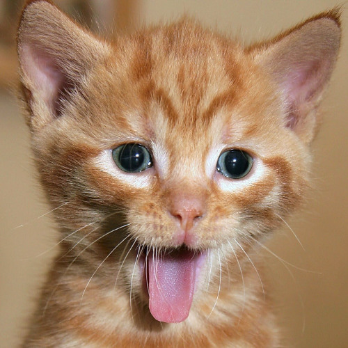 PY@@TO4KO