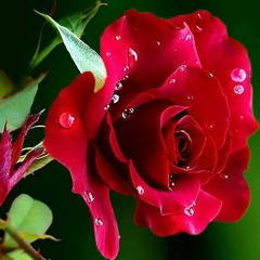 Ba Goshe Dil Be Khana e Gul Ghazal Ahista Ahista