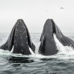 NLS - 2022 - 07 - 25 Cetacean Lament