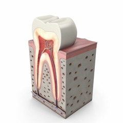 3d Tooth Atlas Free Download