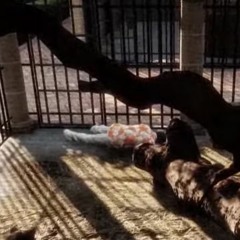 dancinginthemonkeypit