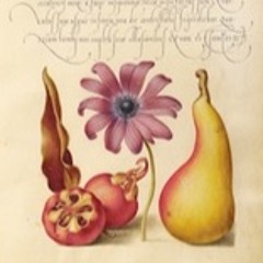 Pears 1