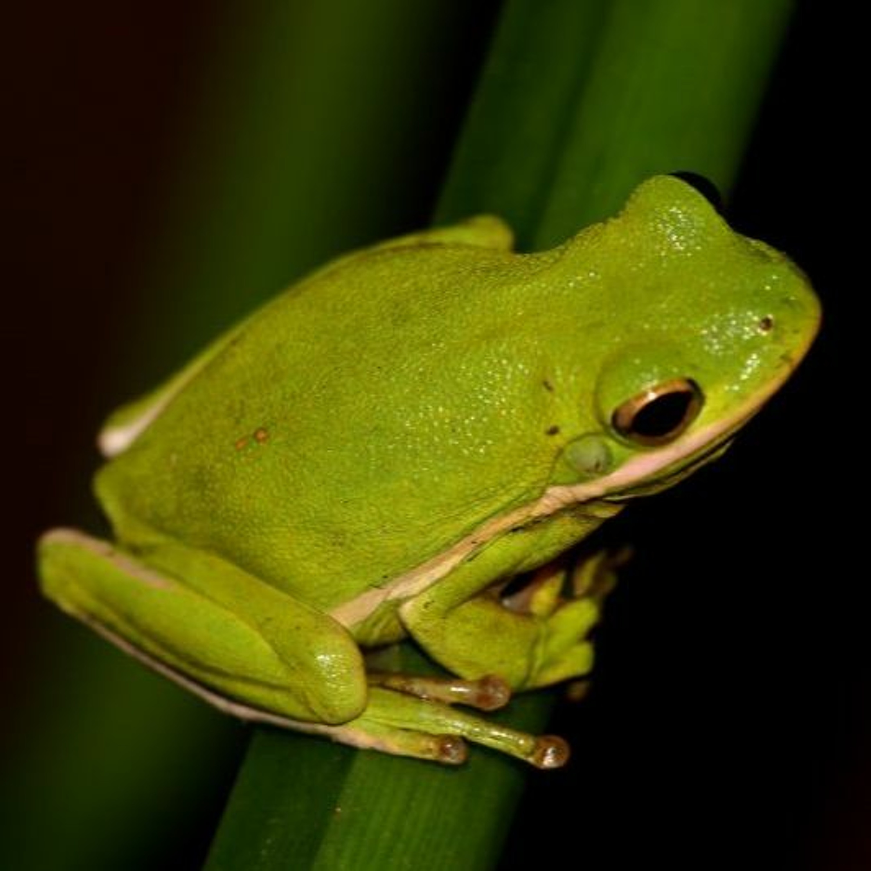Frogs of the Metroplex
