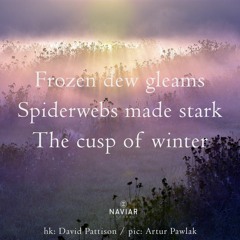haiku #460: Frozen dew gleams / Spiderwebs made stark / The cusp of winter