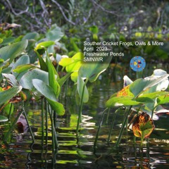 Two Hours Southern Cricket Frog Calls April 2023