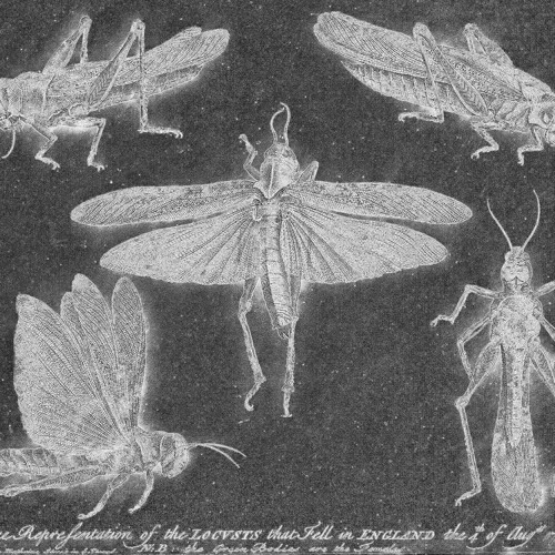 Locust