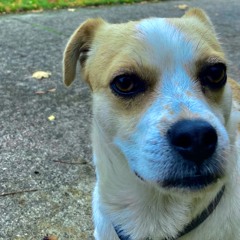 Introducing Mère Mulet