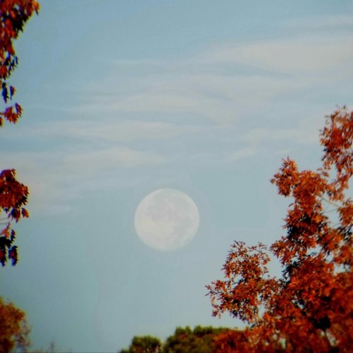 LionsMane Dubstep Crates