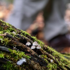 A Sense of Green: The Púca