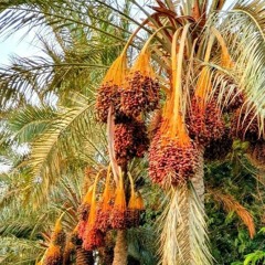كالنخلة يزهو الصديق- اجتماعات الصلاة - خدمة السماء على الأرض- مصر