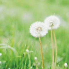 Gods plan ✿❀ (prod ithurtstowalk)