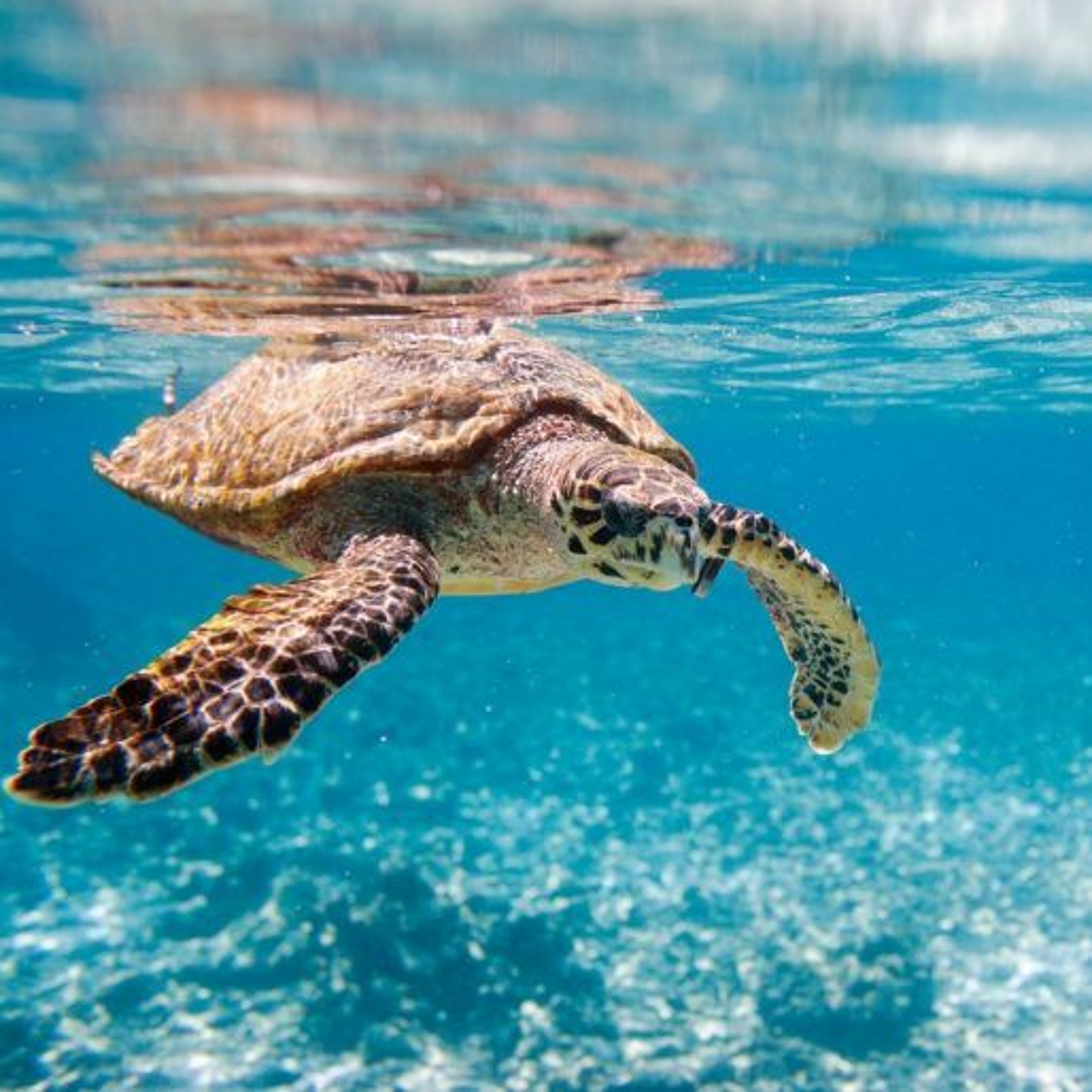 Surviving the Heat: The Struggle of Marine Turtles Against Climate Change episode artwork