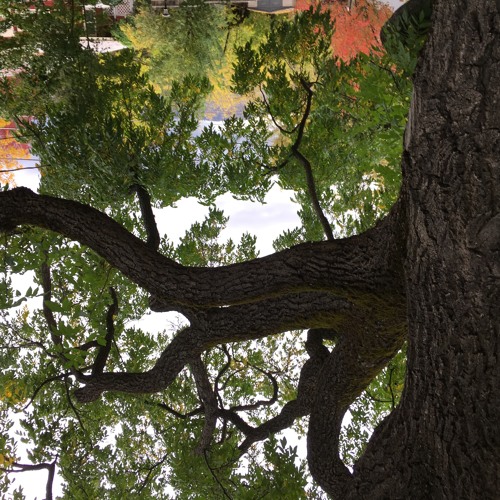 Prelude No. 8 in F Sharp minor 2025 Revision