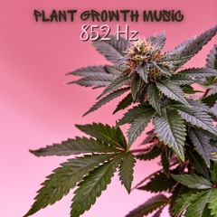 Organic Harmony