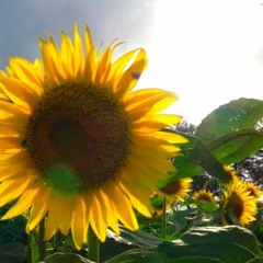 プシ子の手紙