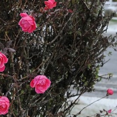 Santa BUŠS 'Im Gewitter der Rosen...'