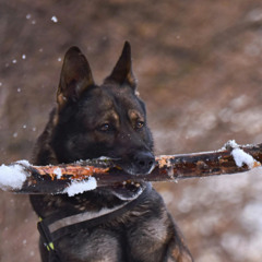 Black Dog