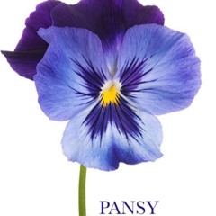Pansy - Taemin Cover - In English