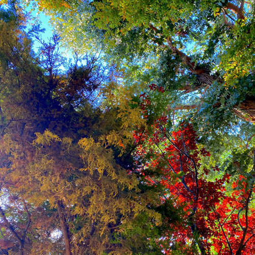 never got to kiss you (hallow)