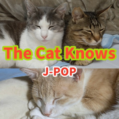 The Cat Knows (J-POP)