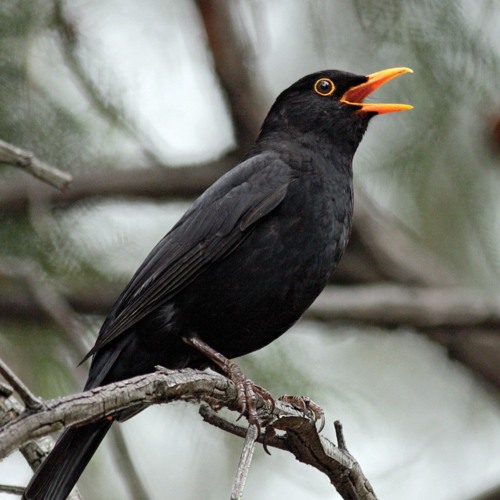 A Blackbird, Evidently