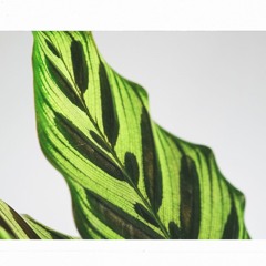 calathea - Lo-Fi para Plantas