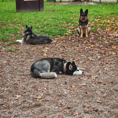 Mushroom traveling .mp3