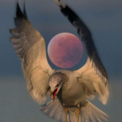 incomprehensible ( w/ Catherine Marie )