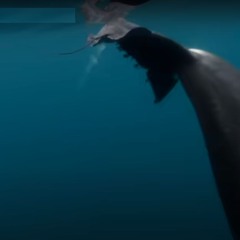 Echolocation (Stunned Prey Version)