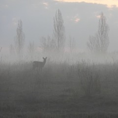 Morning At The Lake, March 2024 (song Trush)