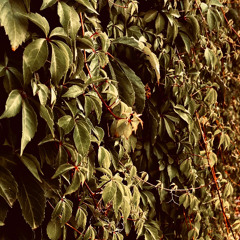 Scapes