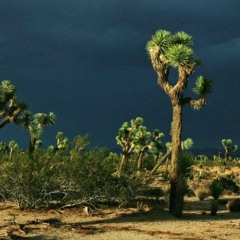 The Scenic Route