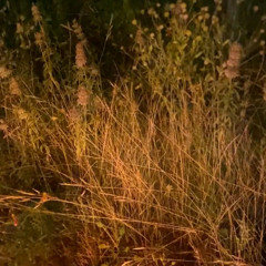 ambient tuesday (dj mix)