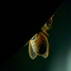 Los Ciclos De Los Pinos